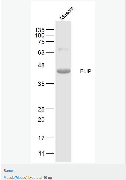 60641f9a88258.png image.png