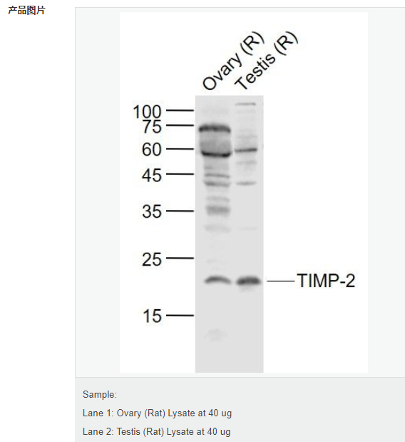 607665892a85f.png image.png