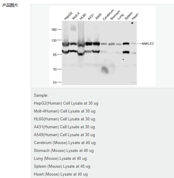 6076a7ec4a478.png image.png